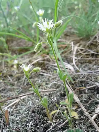 Description de l'image Cerastium pumilum agg. sl4.jpg.
