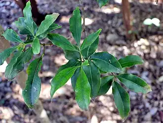 Description de l'image Ceratopetalum succirubrum Annan.jpg.