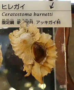 Ceratostoma burnetti.