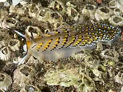 Cerberilla asamusiensis