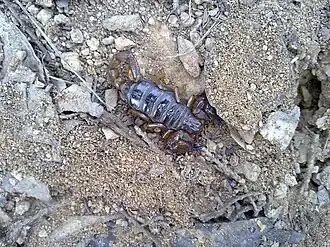 Description de l'image Cercophonius squama as seen near the ACT.jpg.