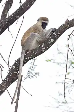 Vervet en Tanzanie
