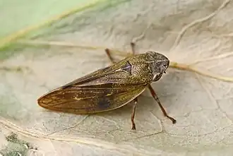 Aphrophora pectoralis.