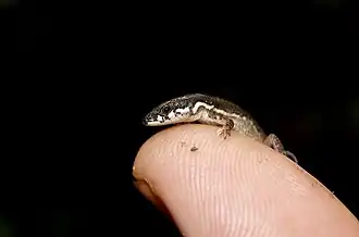 Description de l'image Cercosaura eigenmanni 250446096.jpeg.