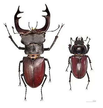 Lucanus cervus - mâle et femelle