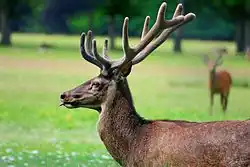  Cerf dans le parc du Domaine de Vizille