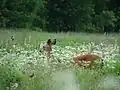 Un cerf de Virginie