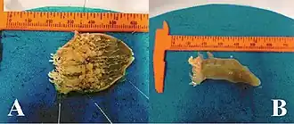 Description de l'image Ceriantheomorphe ambonensis (10.3897-zookeys.874.35835) Figure 6.jpg.