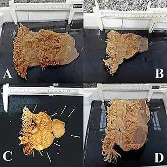 Description de l'image Ceriantheomorphe brasiliensis (10.3897-zookeys.874.35835) Figure 2.jpg.