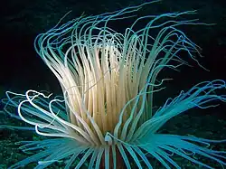 Cerianthus membranaceus (Águilas)