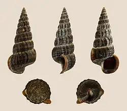 Cerithideopsis californica.