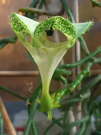 Description de l'image Ceropegia sandersonii 003.JPG.