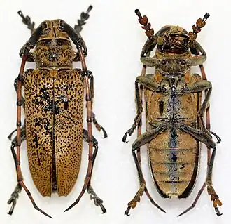 Description de l'image Cerosterna scabrator (12882213715).jpg.