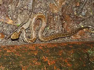 Description de l'image Cerrophidion sasai by Kai Squires (iNaturalist).jpeg.