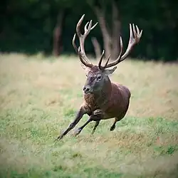 Cerf qui en train de courir dans la plaine de la réserve animalier du Domaine des Grottes de Han.