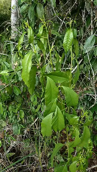 Description de l'image Cestrum laevigatum.jpg.