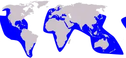 Planisphère de couleur grise représentant en bleu la présence de la Fausse orque dans le monde (pratiquement toutes les côtes du monde entier, excluant le large et l'océan Arctique).