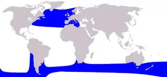 Description de l'image Cetacea range map Long-finned Pilot Whale.PNG.