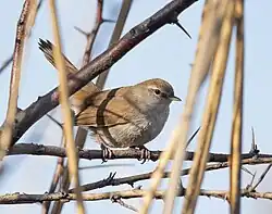 Bouscarle de Cetti.