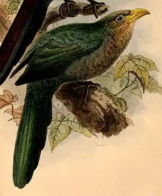 Description de l'image Ceuthmochares australis 1884.jpg.