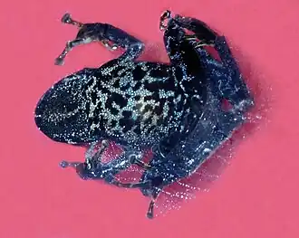 Description de l'image Ceuthomantis smaragdinus.jpg.