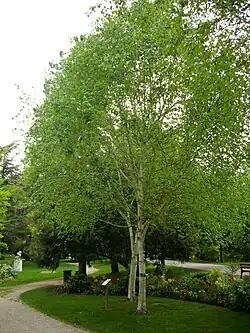 Bouleau de l'Himalaya.