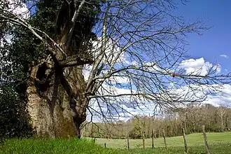 Saint-Sulpice-les-Feuilles