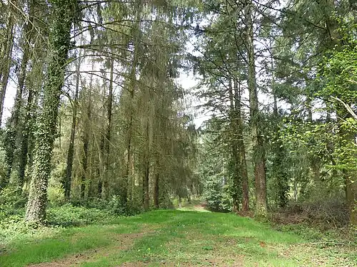 La forêt communale de Chénérailles.