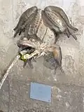 Grenouille de la fontaine.