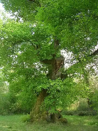 Chêne de Cantaure au printemps