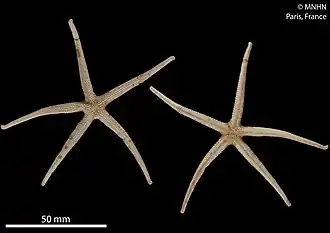 Spécimen séché du MNHN.