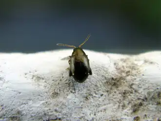 Description de cette image, également commentée ci-après