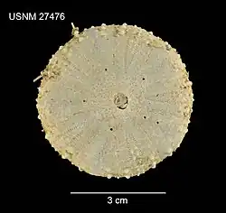 test de Chaetodiadema pallidum