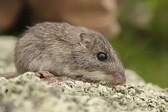 Description de l'image Chaetodipus eremicus 380821.jpg.