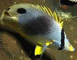livrée pendant la nuit