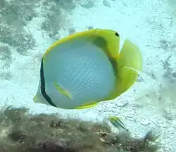 individu sauvage à Madagascar