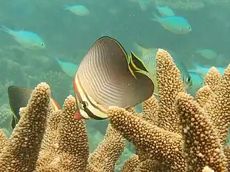 Description de l'image Chaetodon triangulum Landaagiraavaru.jpg.