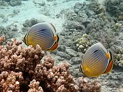 Chaetodon trifasciatus