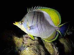 Chaetodon xanthocephalus, un actinopterygien