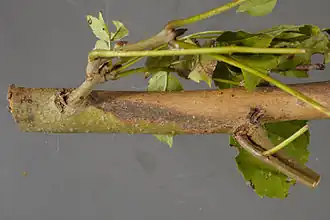 Petite lésion sur écorce