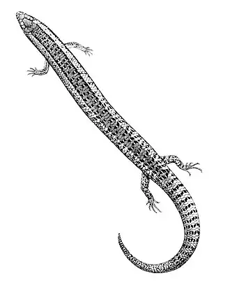 Description de l'image Chalcides bottegi 1897.jpg.