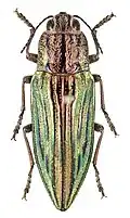 Chalcophora japonica.