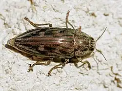 Chalcophora mariana.