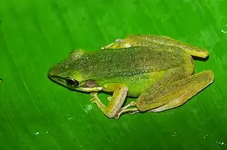 Description de l'image Chalcorana parvaccola 144044297.jpg.