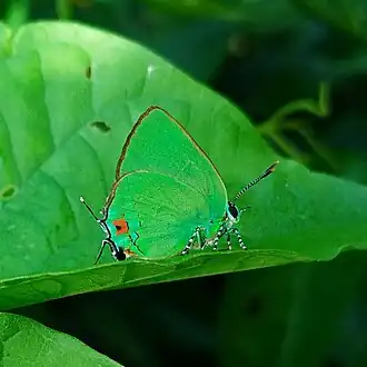 Description de l'image Chalybs hassan 250884197.jpg.