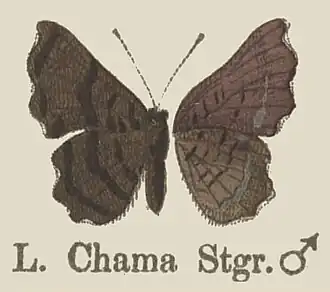 Description de l'image ChamaStaudinger1887OD.jpg.