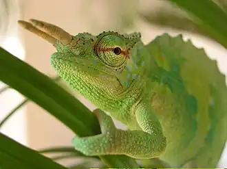 Description de l'image Chamaeleo montium.jpg.