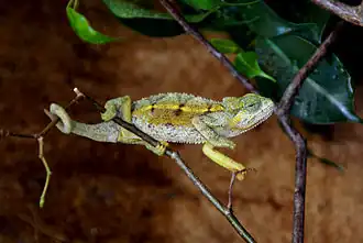 Description de l'image Chamaeleo rudis M005.jpg.