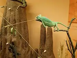 Un caméléon.