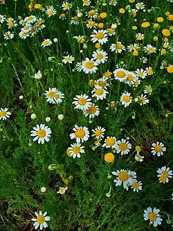 Chamaemelum nobile(Sottotribù Santolininae)